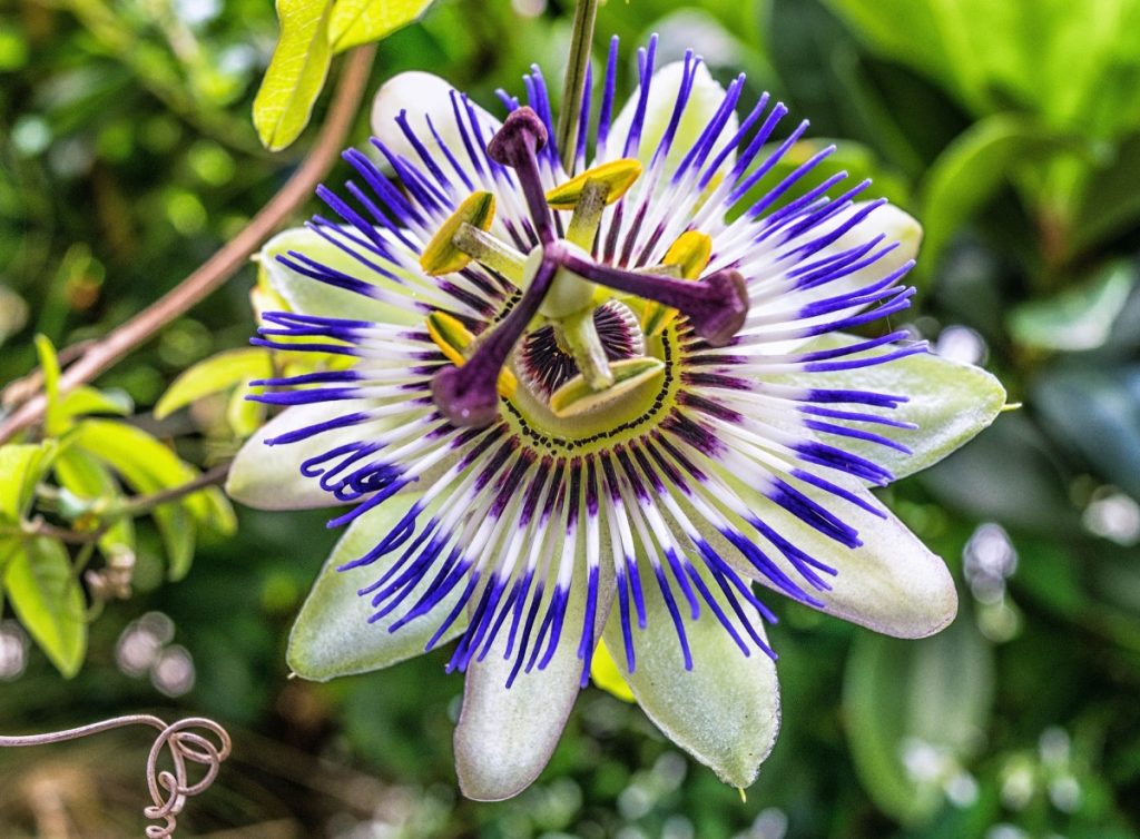 Bunte Blüte einer Passionsblume