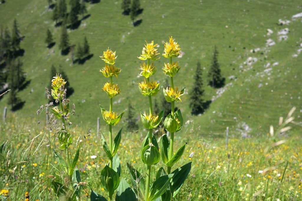 Gelb blühender Enzian auf einer Alpenwiese