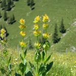 Gelb blühender Enzian auf einer Alpenwiese
